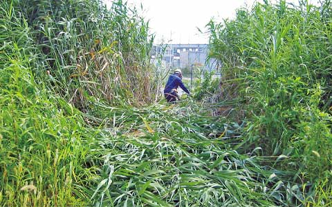 雑草ページ 雑草対策 | 株式会社グリーンフィールド