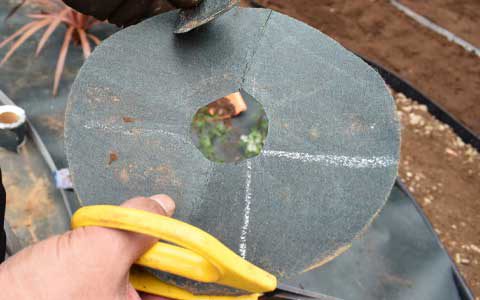 くり抜いた防草シートを、植物の根本の大きさに合わせた円の中心部分と、半径の2カ所をカットします。